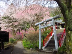 神社と桜