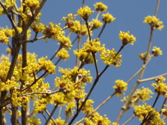 山茱萸（春黄金花）