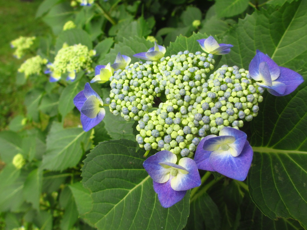 萼紫陽花