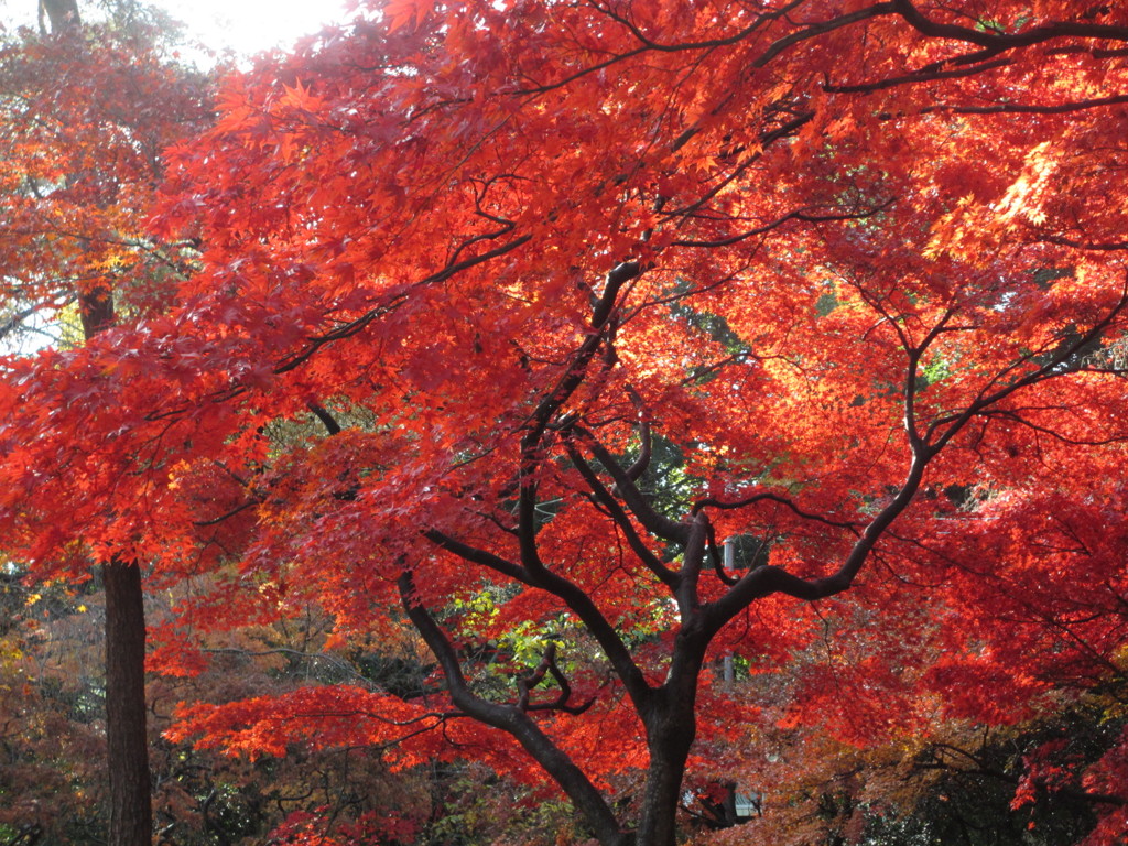 紅葉
