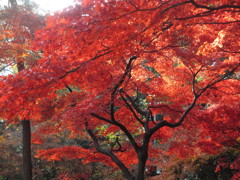 紅葉