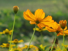 黄花ｺｽﾓｽ