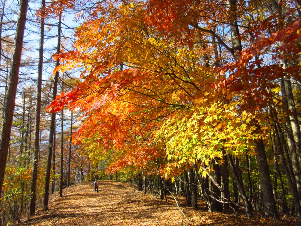 紅葉の道を歩く