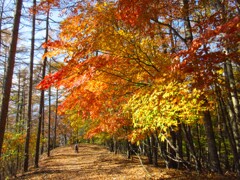 紅葉の道を歩く