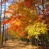 紅葉の道を歩く