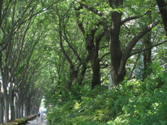 欅並木