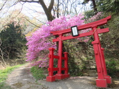 赤い鳥居