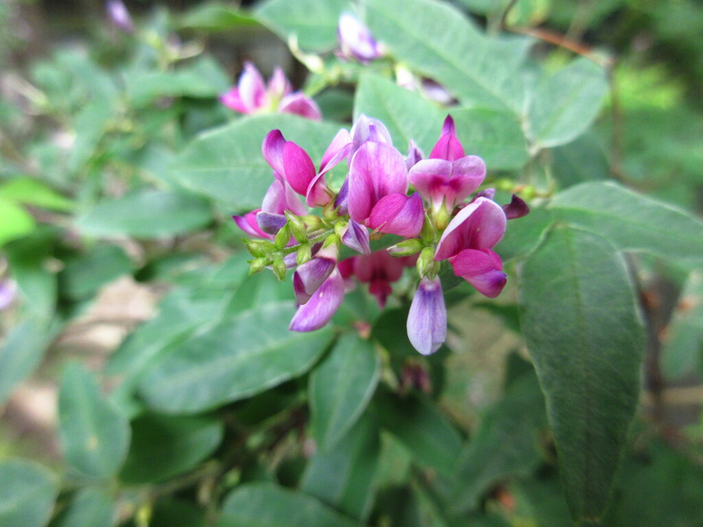 夏萩