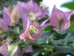 プリマヴェーラ（ブーゲンビレア）