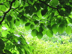 初夏の緑