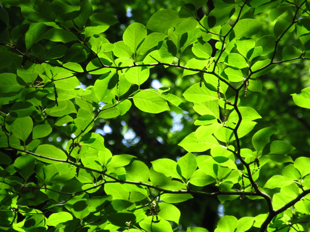 ５月