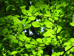 ５月