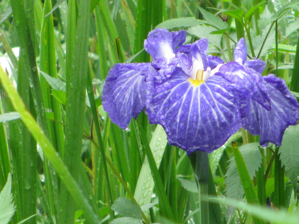 雨の花菖蒲