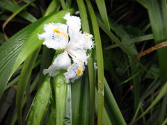 著莪
