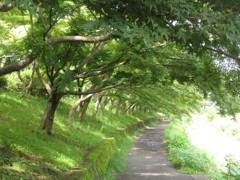 川沿いの小道