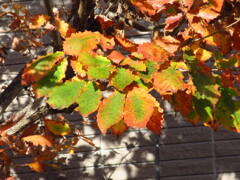 紅葉の途中