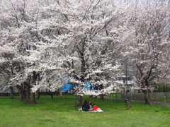 桜の木の下で