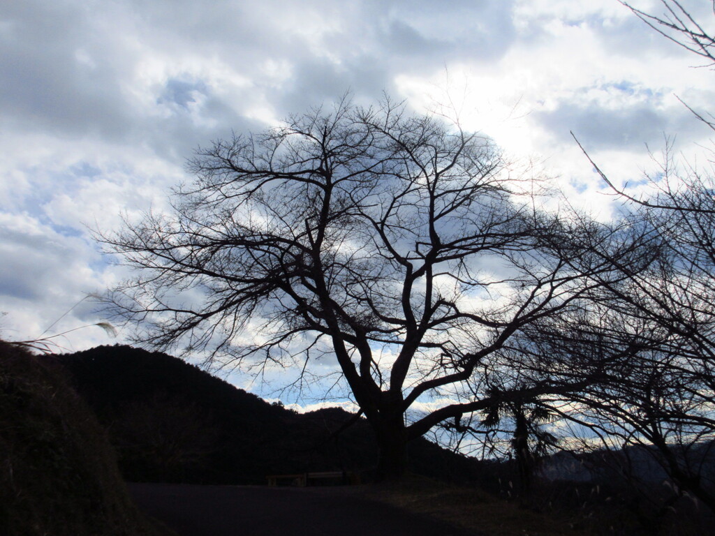 一本桜