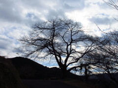 一本桜