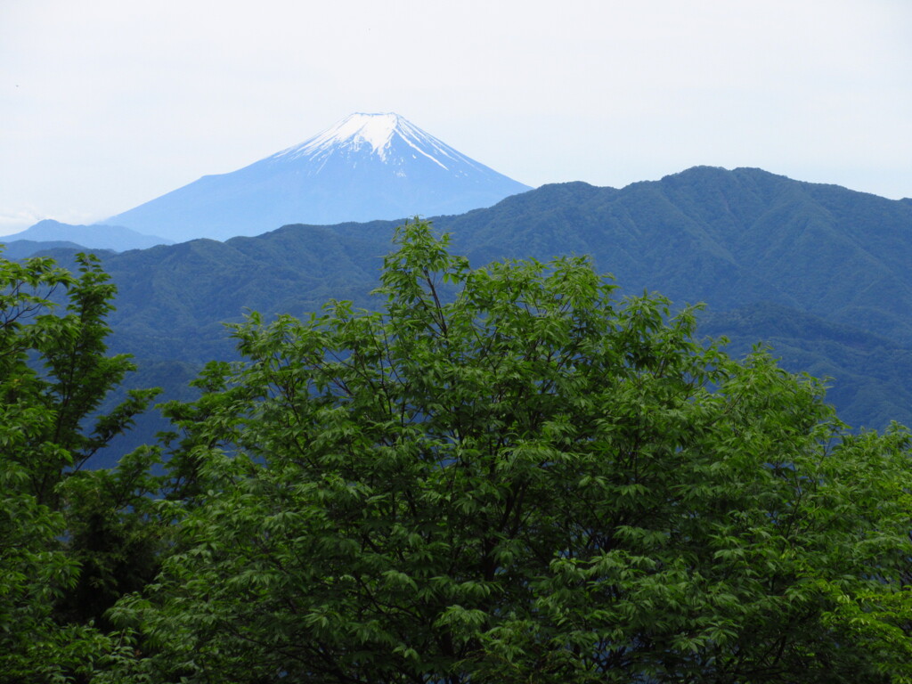 5月の富士山
