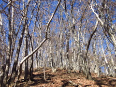 葉を落とした樹々