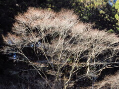 春を待つ