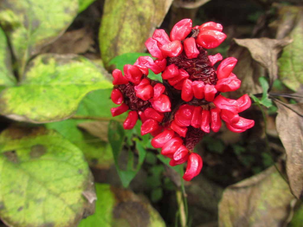 山芍薬の実