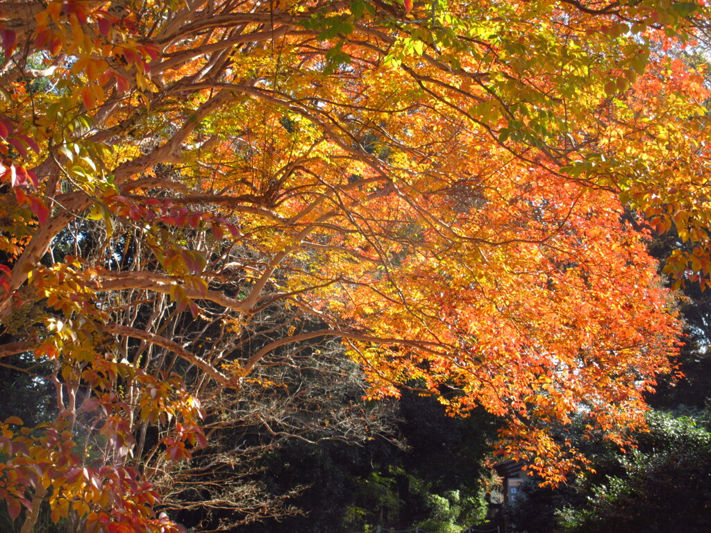 シマサルスベリの紅葉