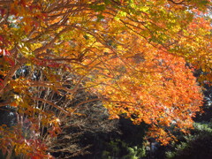 シマサルスベリの紅葉