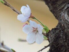 開花