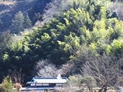 竹林