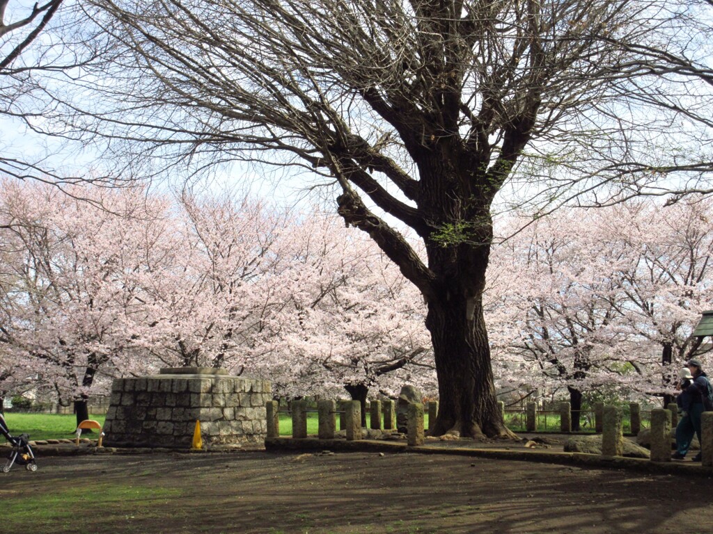 遺跡の桜