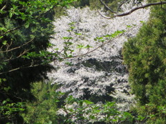 山道でのサクラ