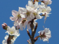 啓翁桜