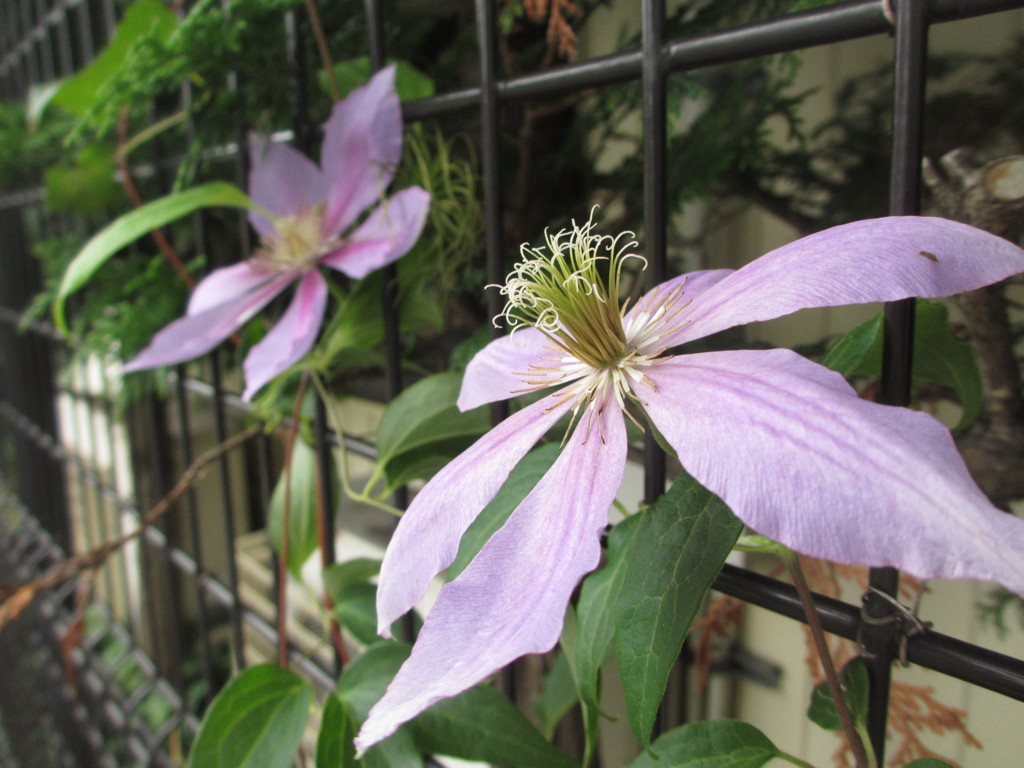  鉄線（クレマチス）