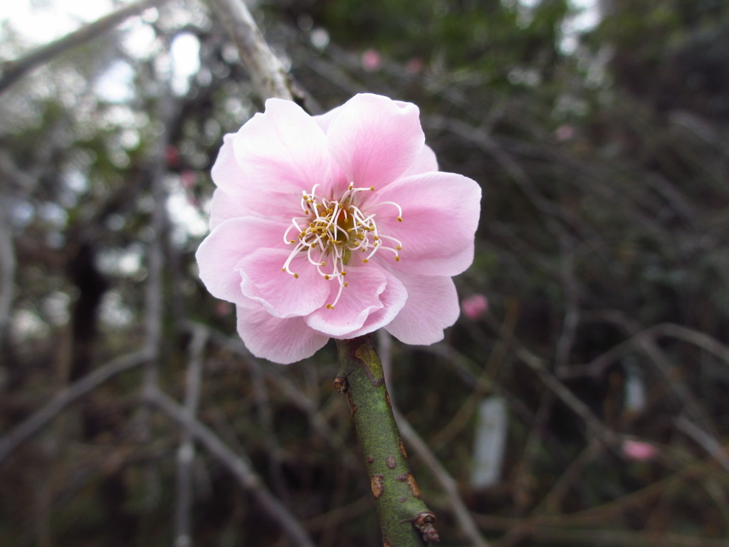 花桃