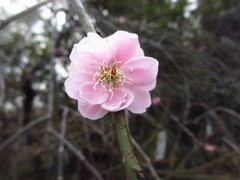 花桃