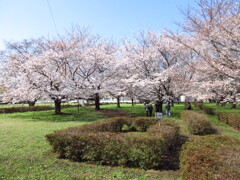 春の日差し