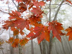 紅葉