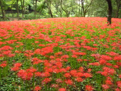 彼岸花