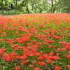 彼岸花