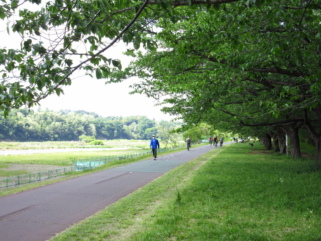自転車道