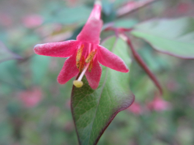 ウグイスカグラ