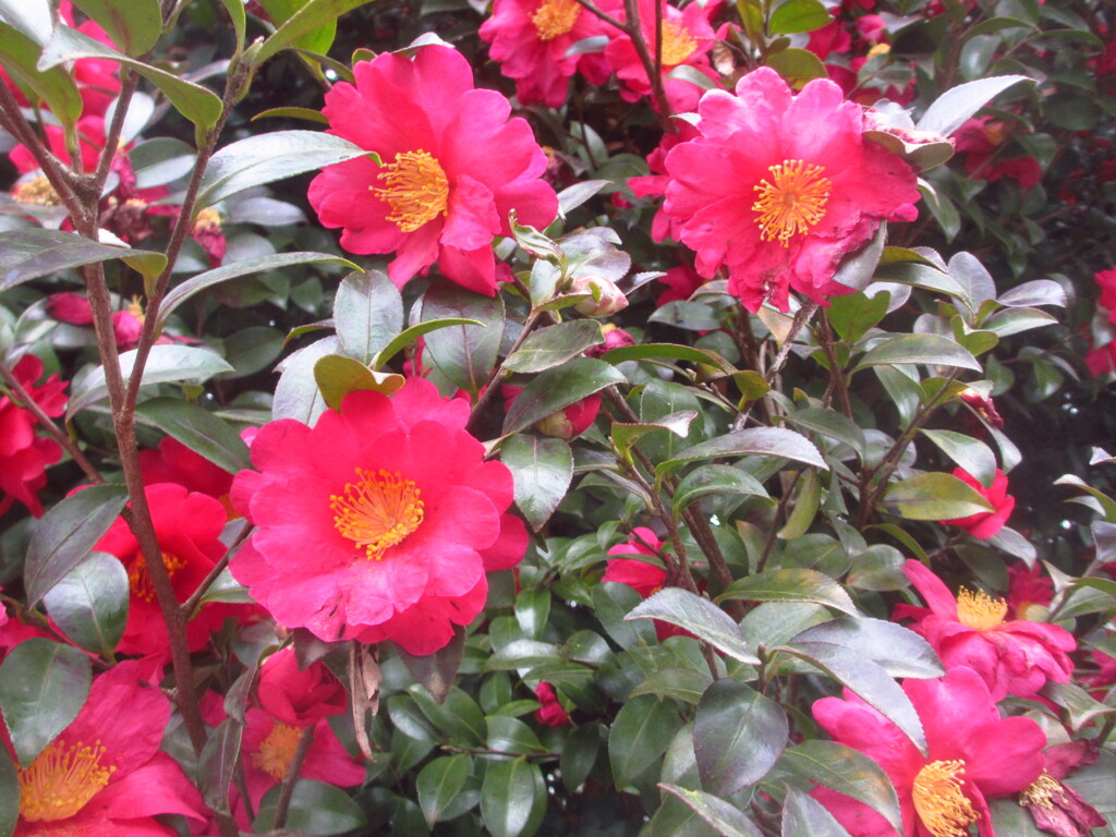 公園の山茶花