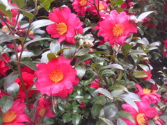 公園の山茶花