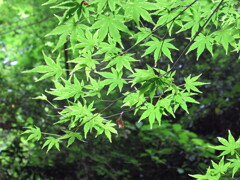 キラキラモミジ