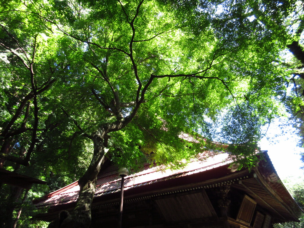 寺のモミジ
