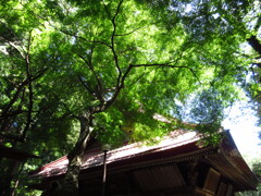 寺のモミジ