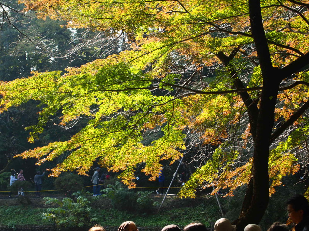 庭園の紅葉