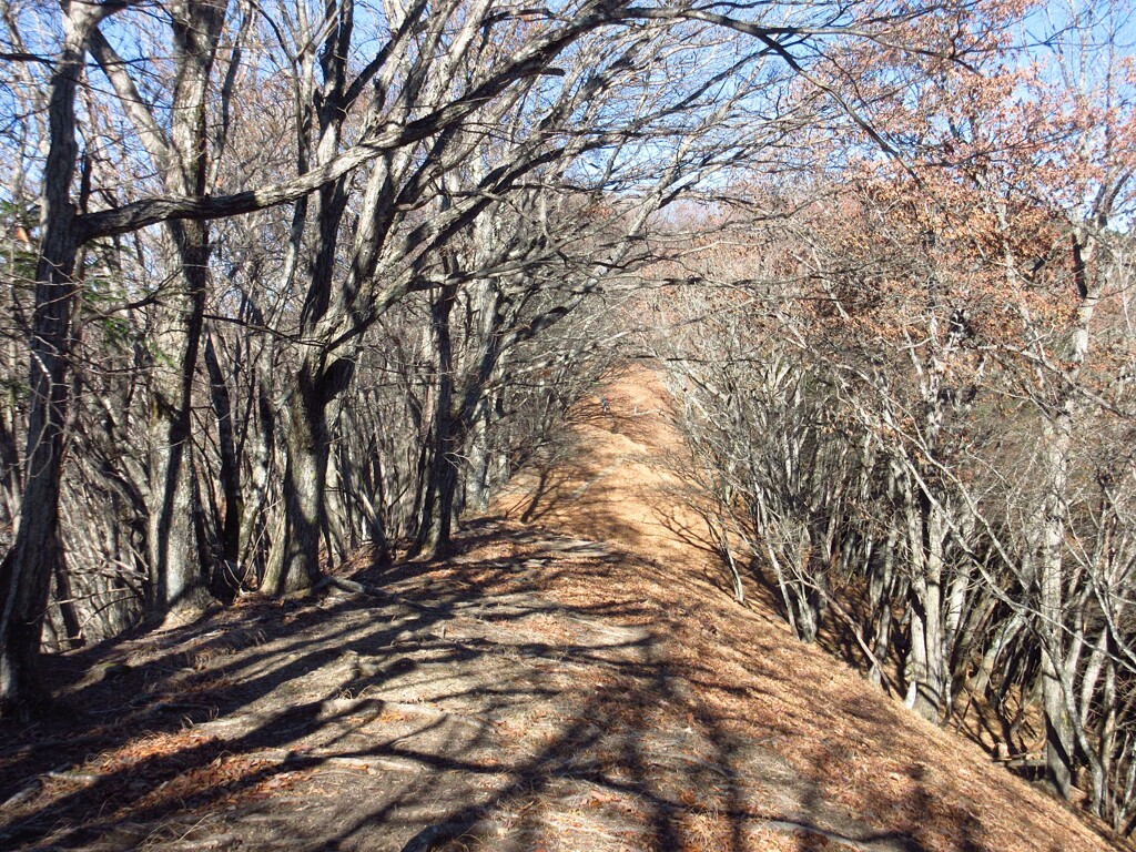 冬枯れの山道